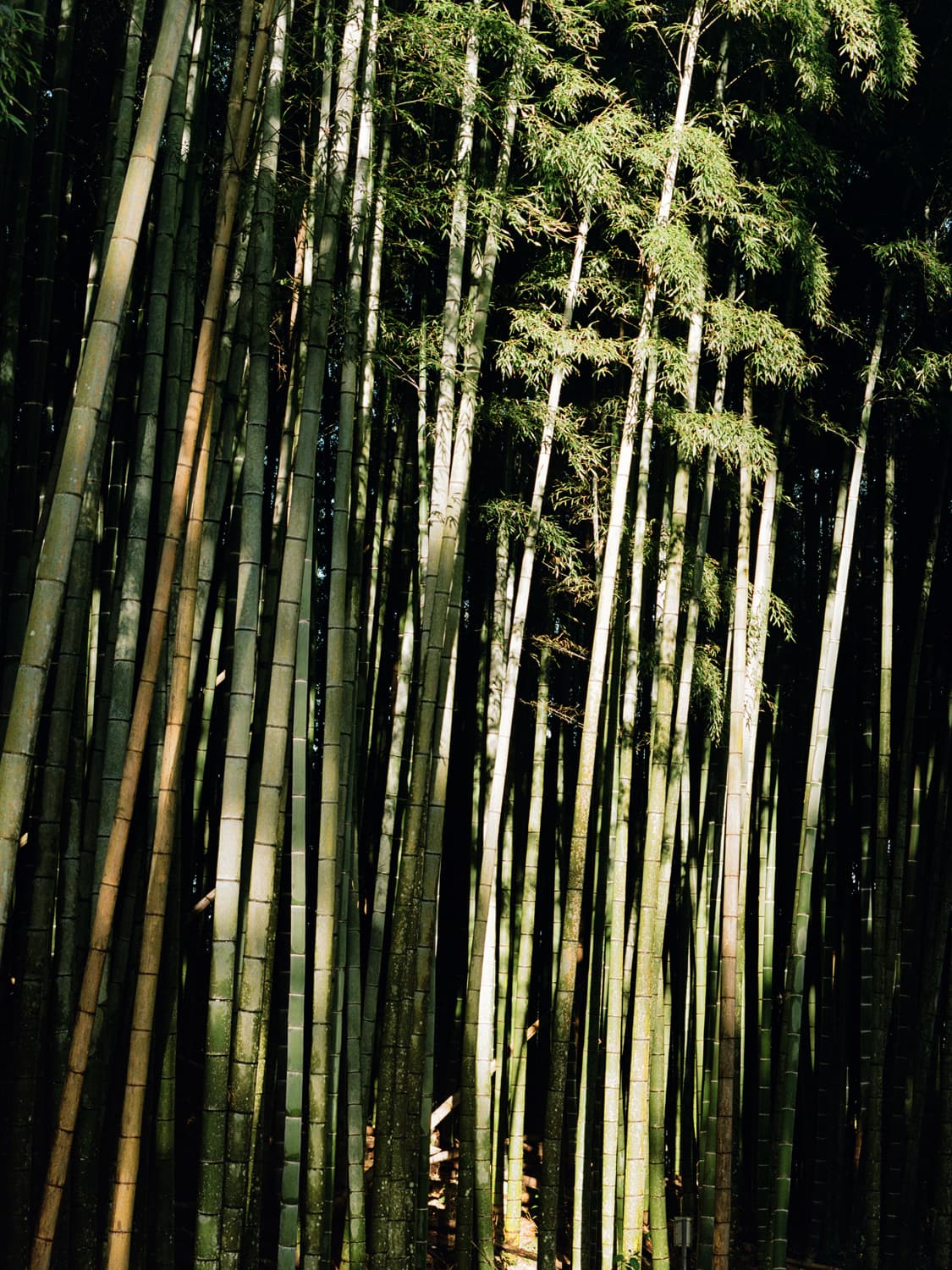 ella webb japan portrait fashion photography cody james 06