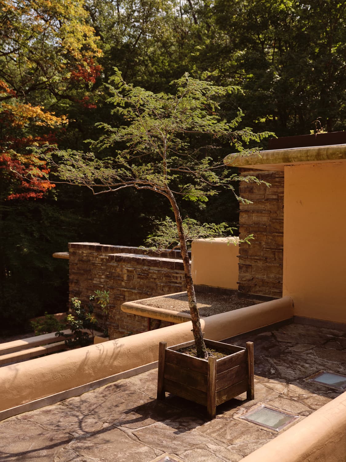 Fallingwater upper terrace with potted tree, stone paving, and autumn foliage beyond the parapet